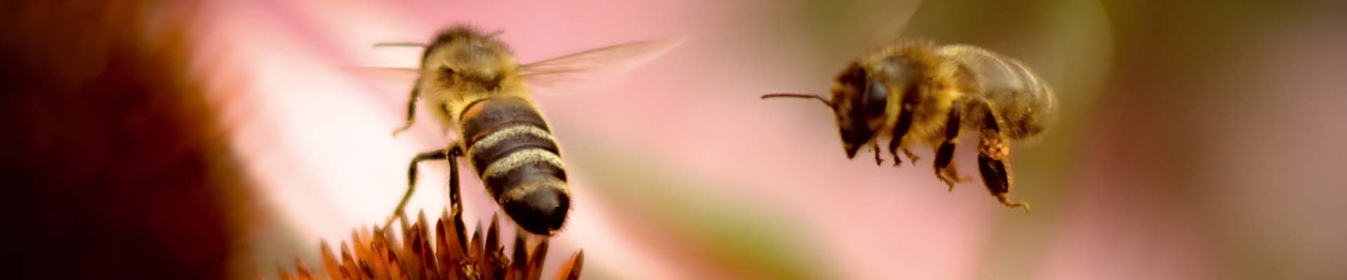 Bees buzzing on pink flower